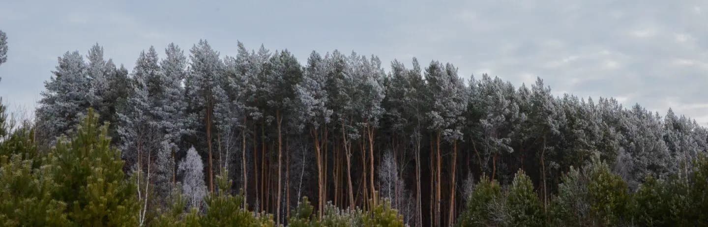 petropavlovskii-sosnovyi-bor